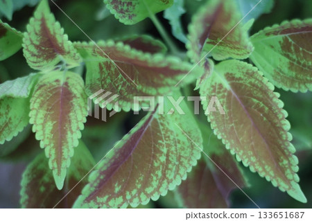 Beautiful green plants with interesting leafs. Beautiful green plants with interesting leafs. 133651687