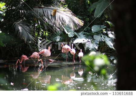Beautiful flamingos in the dark garden Beautiful flamingos in the dark garden 133651688