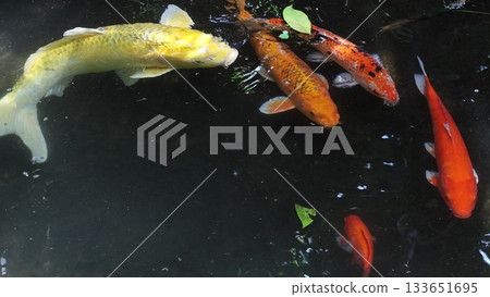 Koi Fish swimming in dark pool. Koi Fish swimming in dark pool. 133651695