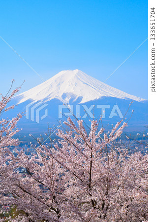 Spring Cherry Blossoms Mt. Fuji 133651704