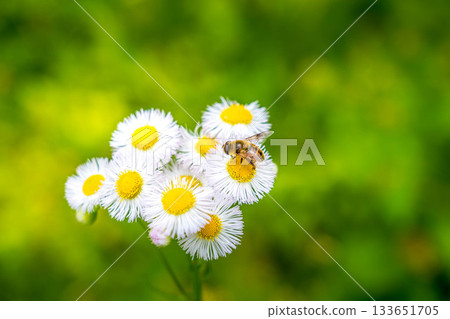 Spring irises and horseflies 133651705