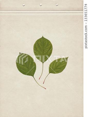 Pressed green apple tree leaves arranged in an elegant composition on a textured vintage beige paper. Natural botanical herbarium layout ideal for eco friendly design and organic visual projects. Pressed green apple tree leaves arranged in an elegant composition on a textured vintage beige paper. Natural botanical herbarium layout ideal for eco friendly design and organic visual projects. 133651774