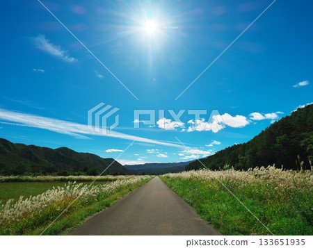 秋日天空下的信州甲斐田高原西野——一條道路兩旁長滿了銀草。 133651935