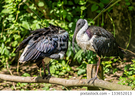 The Straw-necked Ibis, Threskiornis spinicollis is a bird of the ibis family 133652013