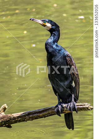 The great cormorant, Phalacrocorax carbo sitting on a branch The great cormorant, Phalacrocorax carbo sitting on a branch 133652016
