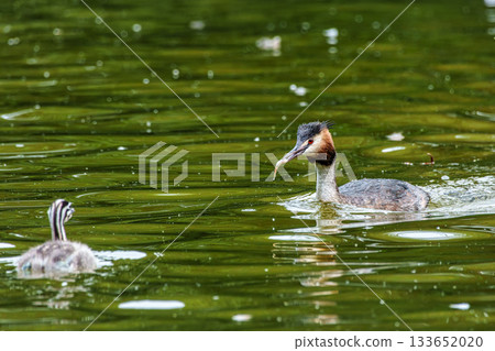 Great Crested Grebe, Podiceps cristatus has caught a fish. An adult bird feeds its young chick. 133652020