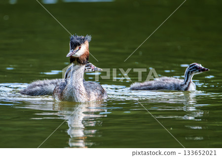 Family of Great Crested Grebe, Podiceps cristatus with beautiful orange colors, a water bird with red eyes. 133652021