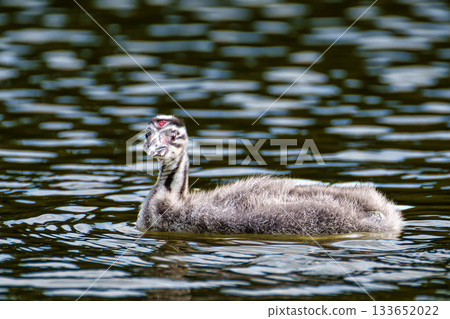 Beautiful fluffy Great Crested Grebe Baby, Podiceps cristatus with beautiful orange colors, a water bird with red eyes. Beautiful fluffy Great Crested Grebe Baby, Podiceps cristatus with beautiful orange colors, a water bird with red eyes. 133652022