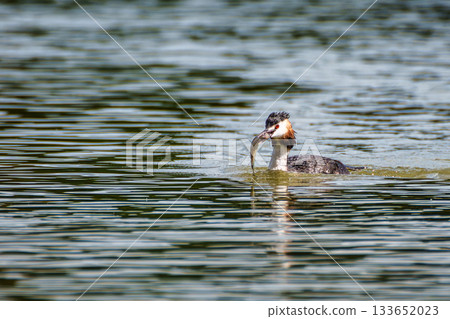 Great Crested Grebe, Podiceps cristatus has caught a fish. 133652023