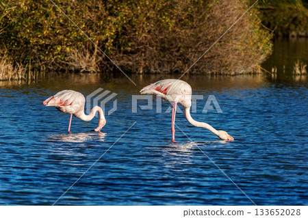 Greater Flamingo, Phoenicopterus roseus in the Ornithological park of Pont de Gau in Camargue, France Greater Flamingo, Phoenicopterus roseus in the Ornithological park of Pont de Gau in Camargue, France 133652028