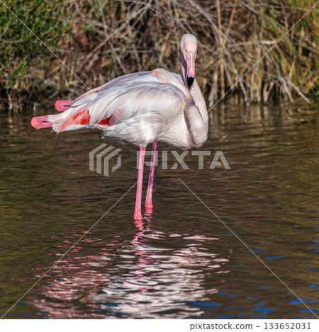 Greater Flamingo, Phoenicopterus roseus in the Ornithological park of Pont de Gau in Camargue, France 133652031