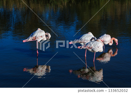 Greater Flamingo, Phoenicopterus roseus in the Ornithological park of Pont de Gau in Camargue, France 133652032
