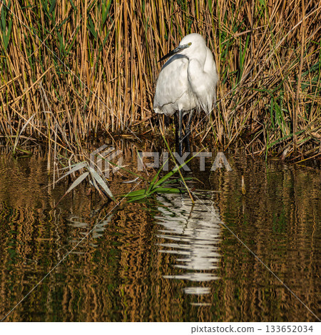 Little egret, Egretta garzetta in the Ornithological park of Pont de Gau in Camargue, France Little egret, Egretta garzetta in the Ornithological park of Pont de Gau in Camargue, France 133652034