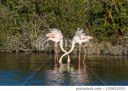 Greater Flamingo, Phoenicopterus roseus in the Ornithological park of Pont de Gau in Camargue, France Greater Flamingo, Phoenicopterus roseus in the Ornithological park of Pont de Gau in Camargue, France 133652035