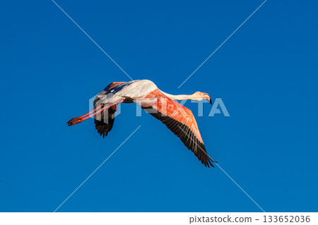 Flying Greater Flamingo, Phoenicopterus roseus in the Ornithological park of Pont de Gau in Camargue, France Flying Greater Flamingo, Phoenicopterus roseus in the Ornithological park of Pont de Gau in Camargue, France 133652036