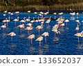 Greater Flamingo, Phoenicopterus roseus in the Ornithological park of Pont de Gau in Camargue, France 133652037