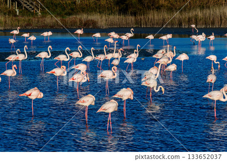 Greater Flamingo, Phoenicopterus roseus in the Ornithological park of Pont de Gau in Camargue, France 133652037