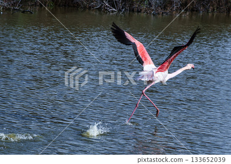 Greater Flamingo, Phoenicopterus roseus in the Ornithological park of Pont de Gau in Camargue, France 133652039