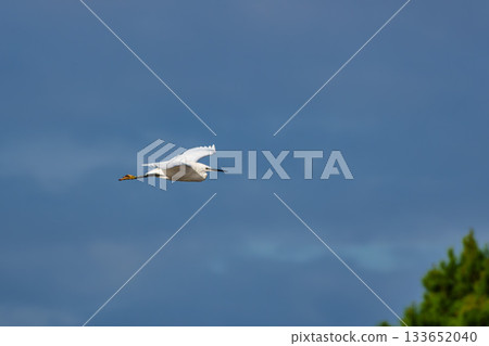 Flying Little egret, Egretta garzetta in the Ornithological park of Pont de Gau in Camargue, France 133652040