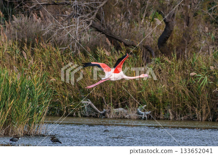 Flying Greater Flamingo, Phoenicopterus roseus in the Ornithological park of Pont de Gau in Camargue, France Flying Greater Flamingo, Phoenicopterus roseus in the Ornithological park of Pont de Gau in Camargue, France 133652041