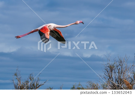 Flying Greater Flamingo, Phoenicopterus roseus in the Ornithological park of Pont de Gau in Camargue, France Flying Greater Flamingo, Phoenicopterus roseus in the Ornithological park of Pont de Gau in Camargue, France 133652043