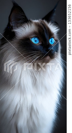 Charming Australian Mist Cat with Striking Blue Eyes and Fluffy Fur, Posing Gracefully in Portrait Charming Australian Mist Cat with Striking Blue Eyes and Fluffy Fur, Posing Gracefully in Portrait 133652156