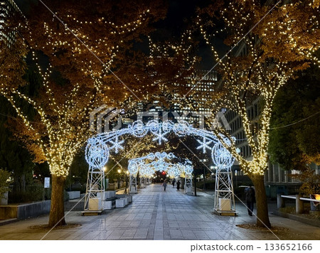 Illuminated ginkgo trees along Nakanoshima Illuminated ginkgo trees along Nakanoshima 133652166