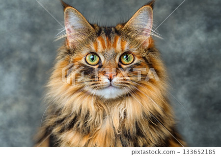 Majestic Maine Coon Cat Portrait Striking Tabby Coat, Expressive Eyes, and Charming Demeanor Majestic Maine Coon Cat Portrait Striking Tabby Coat, Expressive Eyes, and Charming Demeanor 133652185