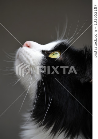 Mesmerizing Portrait of a Ragdoll Cat with Striking Black and White Fur and Enchanting Eyes Mesmerizing Portrait of a Ragdoll Cat with Striking Black and White Fur and Enchanting Eyes 133652187