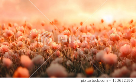 Golden Hour Over a Field of Blush Pink Flowers, Capturing Nature s Beauty in Vibrant Colors 133652190