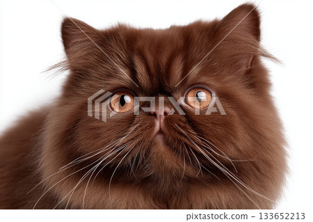 Charming Portrait of a Dignified Chocolate Persian Cat with Expressive Eyes and Plush Fur Texture Charming Portrait of a Dignified Chocolate Persian Cat with Expressive Eyes and Plush Fur Texture 133652213
