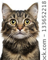 Adorable Ragamuffin Cat with Stunning Blue Eyes, Sweet Expression, and Playful Personality 133652218