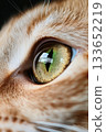 A Close-Up of an Adorable Orange Tabby Cat Showcasing Stunning Texture and Natural Lighting Effects 133652219