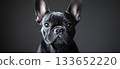 Adorable French Bulldog with Expressive Eyes Posing Elegantly in Studio Against Gray Background 133652220