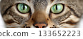 Graceful Bengal Cat with Striking Green Eyes Posing Elegantly Against a Bright White Background 133652223