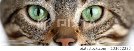 Graceful Bengal Cat with Striking Green Eyes Posing Elegantly Against a Bright White Background Graceful Bengal Cat with Striking Green Eyes Posing Elegantly Against a Bright White Background 133652223