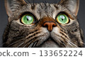Captivating Green-Eyed Animal Exuding Charm and Elegance for Sale Against Neutral Backdrop 133652224