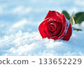 Crimson Blossoms in Winter s Chill A Stunning Display of Nature s Resilience and Timeless Beauty 133652229