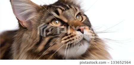 Stunning Maine Coon Cat Portrait, Detailed Fur and Expressive Face Against a Clean White Background 133652564
