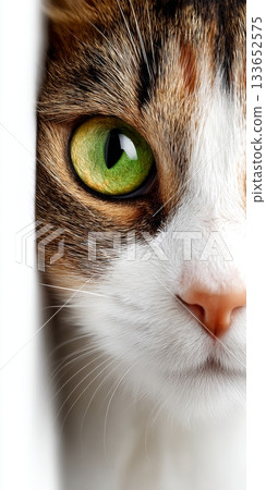 Stunning Close-Up of an American Shorthair Cat with Expressive Green Eyes on a White Background 133652575