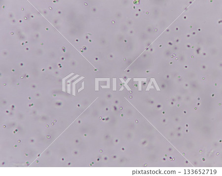 Yeast observed under an optical microscope 133652719