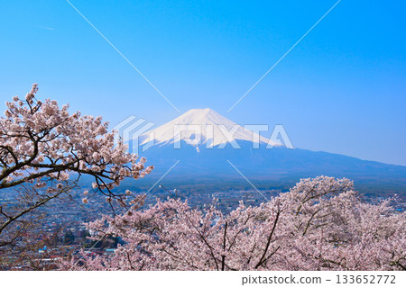 Spring cherry blossoms, Mount Fuji, Fujiyoshida city Spring cherry blossoms, Mount Fuji, Fujiyoshida city 133652772