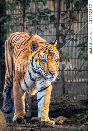 Amur tiger walking majestically | Asahiyama Zoo Amur tiger walking majestically | Asahiyama Zoo 133652837