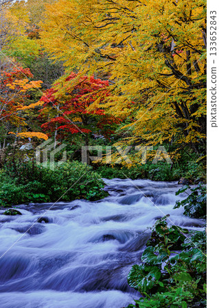 秋日阿寒湖瀧見橋 | 壯麗的河景與秋葉，盡收眼底的日式風光 133652843