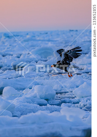 虎頭海雕飛越浮冰海面 | 知床羅臼的冬季景色 虎頭海雕飛越浮冰海面 | 知床羅臼的冬季景色 133652855
