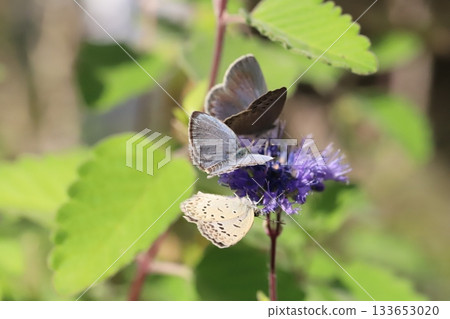 三隻大和志津美蝴蝶正在秋日花園裡盛開的紫色雛菊花上吸食花蜜。 三隻大和志津美蝴蝶正在秋日花園裡盛開的紫色雛菊花上吸食花蜜。 133653020