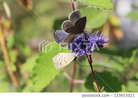 三隻大和志津美蝴蝶正在秋日花園裡盛開的紫色雛菊花上吸食花蜜。 三隻大和志津美蝴蝶正在秋日花園裡盛開的紫色雛菊花上吸食花蜜。 133653021