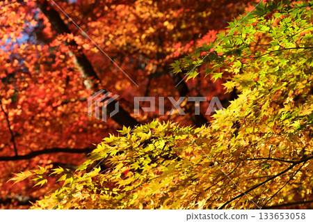 dyed in autumn colors dyed in autumn colors 133653058