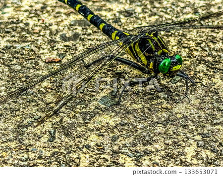 Close-up of Oni-Dragonma 133653071