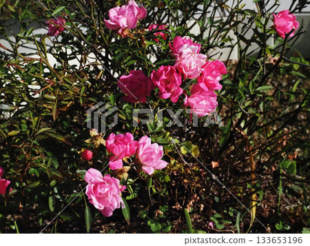 陽光下的小粉玫瑰（迷你玫瑰：微笑） 133653196